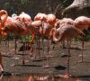 palmitos-park